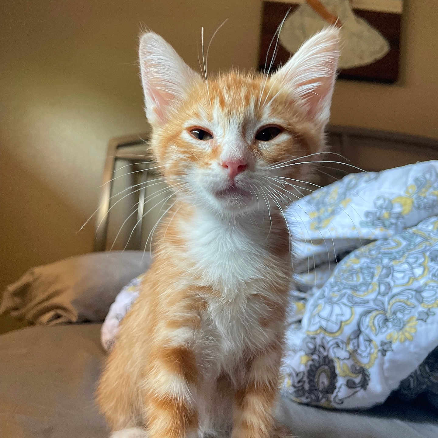 Ginger