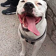 Ghost is registered to the contest to win money with this photo: dog, white_dog, happy, tongue_out, sitting, harness, concrete, pavement, stone_wall, person, black_shoes, black_socks, leash, pet, outdoor, canine, close_up, smiling, animal, companion