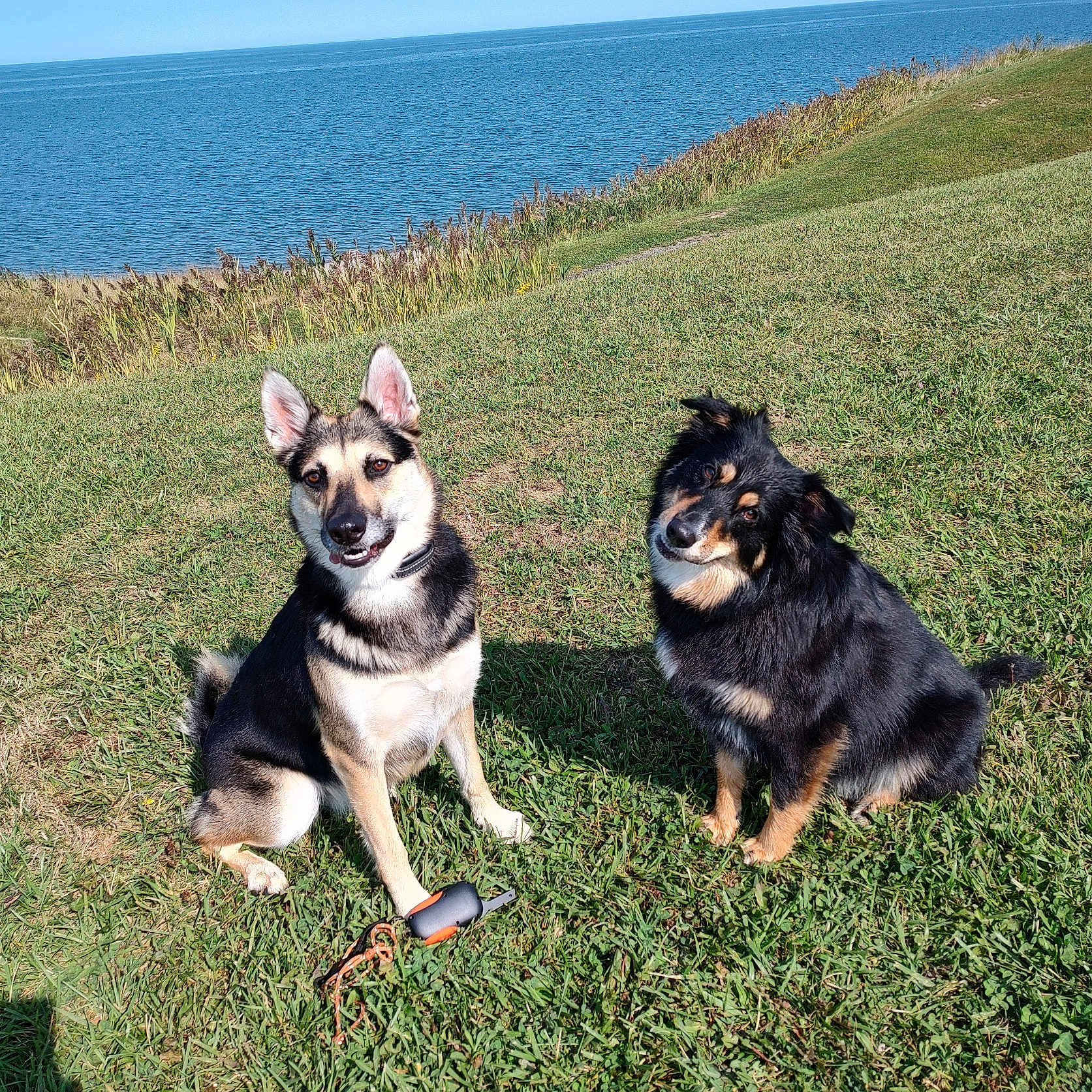Nedia And Shay joined the competition — help win amazing prizes! accessories, animal, canine, cockerspaniel, dog, field, germanshepherd, grass, grassland, husky, lawn, leash, nature, outdoors, papillon, pet, plant, puppy, strap, summer