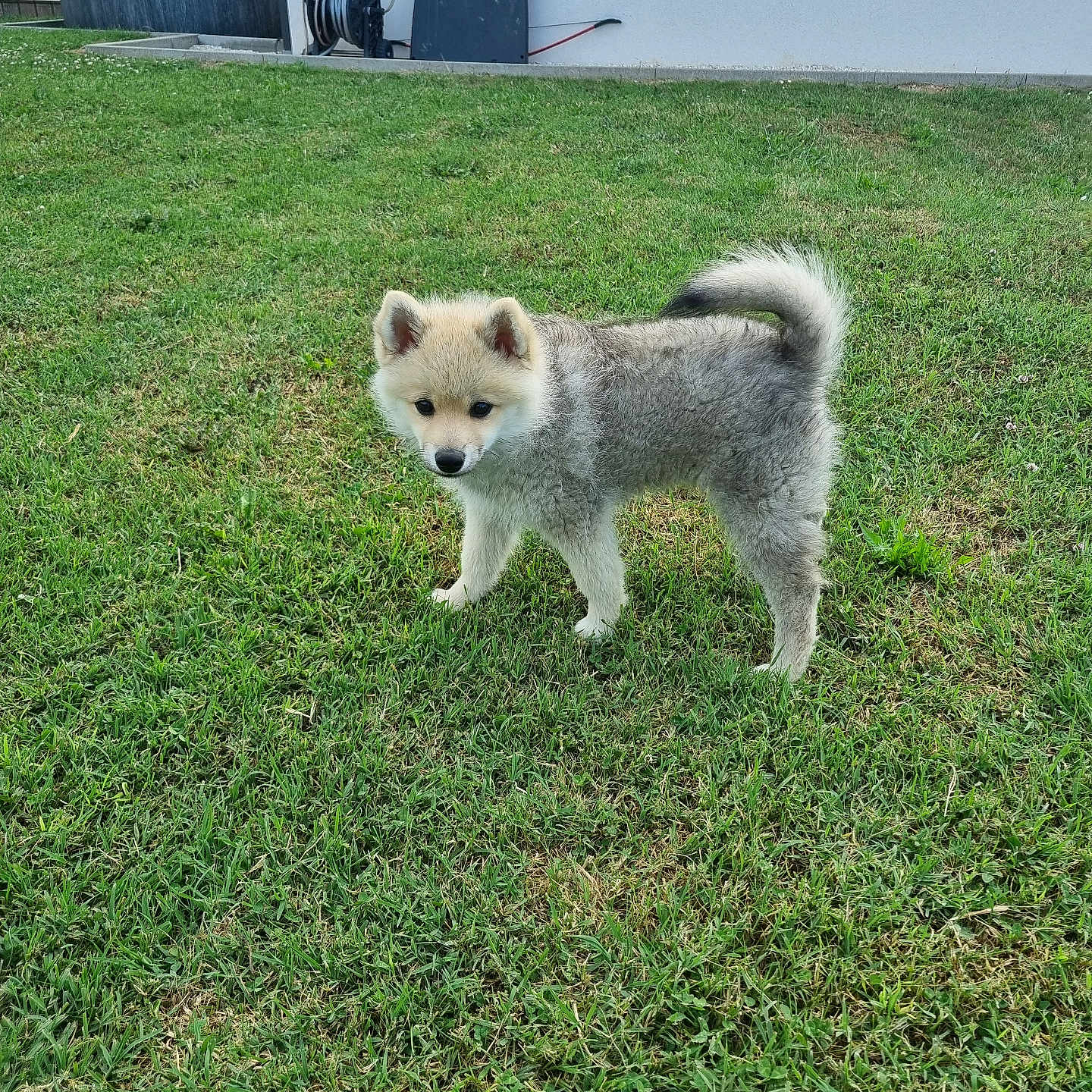 Smooth participe au concours pour gagner de l'argent avec cette photo : puppy, dog, grass, outdoor, lawn, pet, young_dog, canine, fur, curious, backyard, garden_hose, hose_reel, hot_tub, animal, standing, greenery, daylight, small_dog, cute
