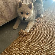 Smooth participe au concours pour gagner de l'argent avec cette photo : puppy, dog, pet, indoor, floor, rug, woven_rug, blanket, curious, playful, fur, ears, tail, light, shadow, cozy, home, animal, cute, young