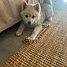 puppy, dog, pet, indoor, floor, rug, woven_rug, blanket, curious, playful, fur, ears, tail, light, shadow, cozy, home, animal, cute, young