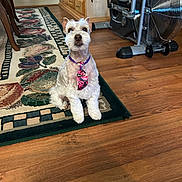 Spencer joined the competition — help win amazing prizes! animal, brown, carpet, cute, decor, dog, domestic, exercise_bike, flooring, furniture, home, indoor, pet, portrait, sitting, small_dog, tie, white, wood_floor, wooden_cabinet