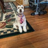 animal, brown, carpet, cute, decor, dog, domestic, exercise_bike, flooring, furniture, home, indoor, pet, portrait, sitting, small_dog, tie, white, wood_floor, wooden_cabinet