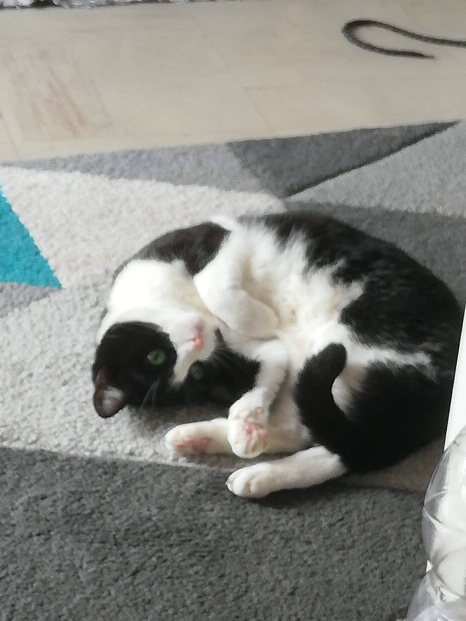 Clochette a rejoint le concours — aidez-le/la à gagner de superbes lots ! canidae, carmine, carnivore, cat, claw, comfort, companion_dog, dog_breed, domestic_short_haired_cat, felidae, flooring, fur, nap, paw, road_surface, small_to_medium_sized_cats, snout, sporting_group, tail, whiskers