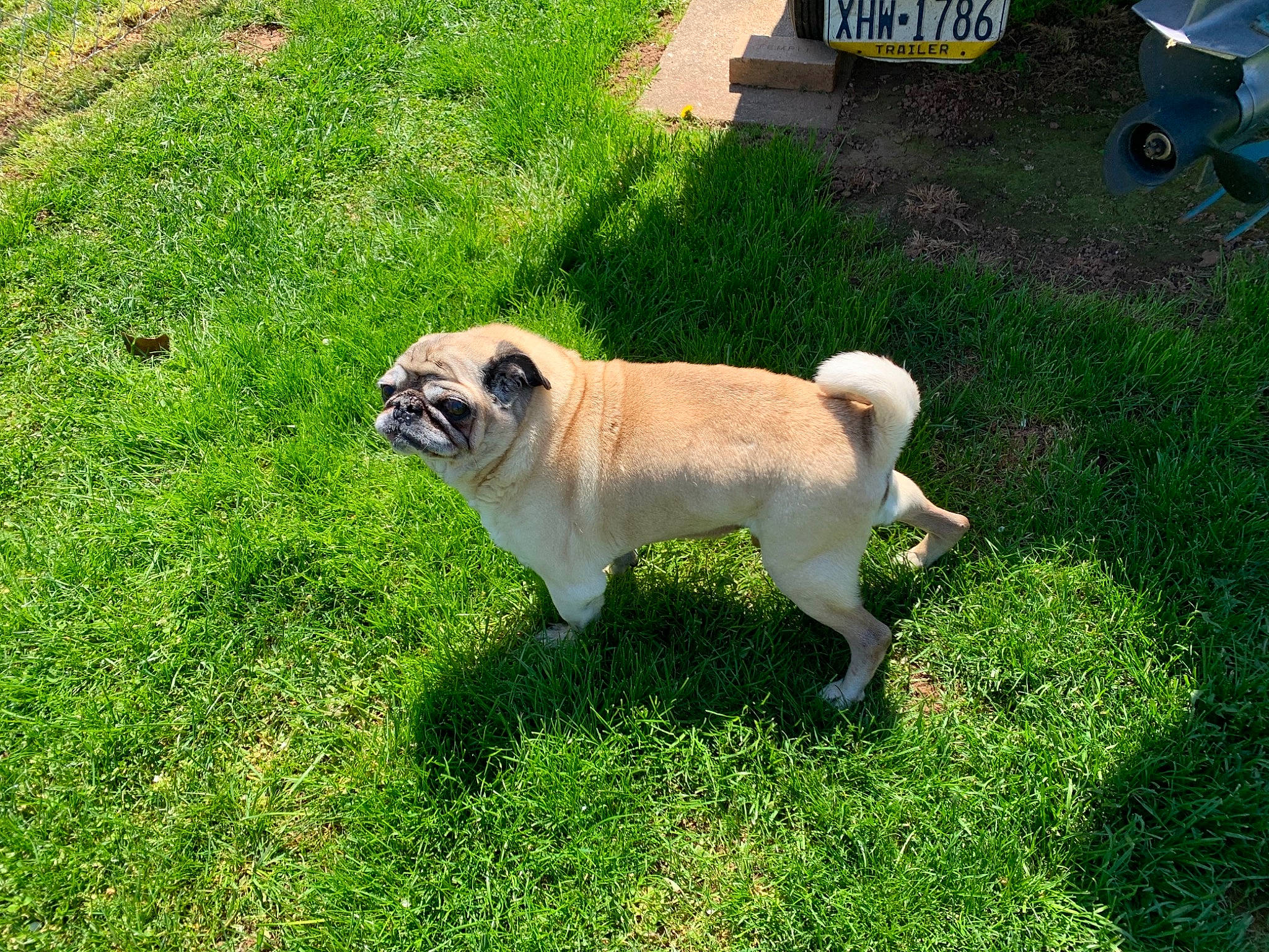 Gizmo is registered to the contest to win money with this photo: ancient_dog_breeds, canidae, carnivore, companion_dog, dog, dog_breed, fawn, garden, grass, groundcover, lawn, non_sporting_group, plant, pug, sporting_group, tail, toy_dog, yard