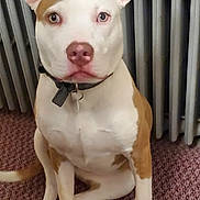 Skarlet joined the competition — help win amazing prizes! alert, animal, brown_and_white, carpet, collar, companion, cute, dog, domestic, ears, face, floor, front_legs, indoor, looking, pet, radiator, sitting, tag, tail