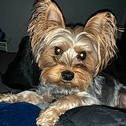 Ruby Roo joined the competition — help win amazing prizes! dog, small_dog, fluffy_fur, brown_fur, gray_fur, pet, animal, indoor, lying_down, close_up, flash, glowing_eyes, cute, ears_up, face, paw, blanket, dark_background, fur_texture, alert