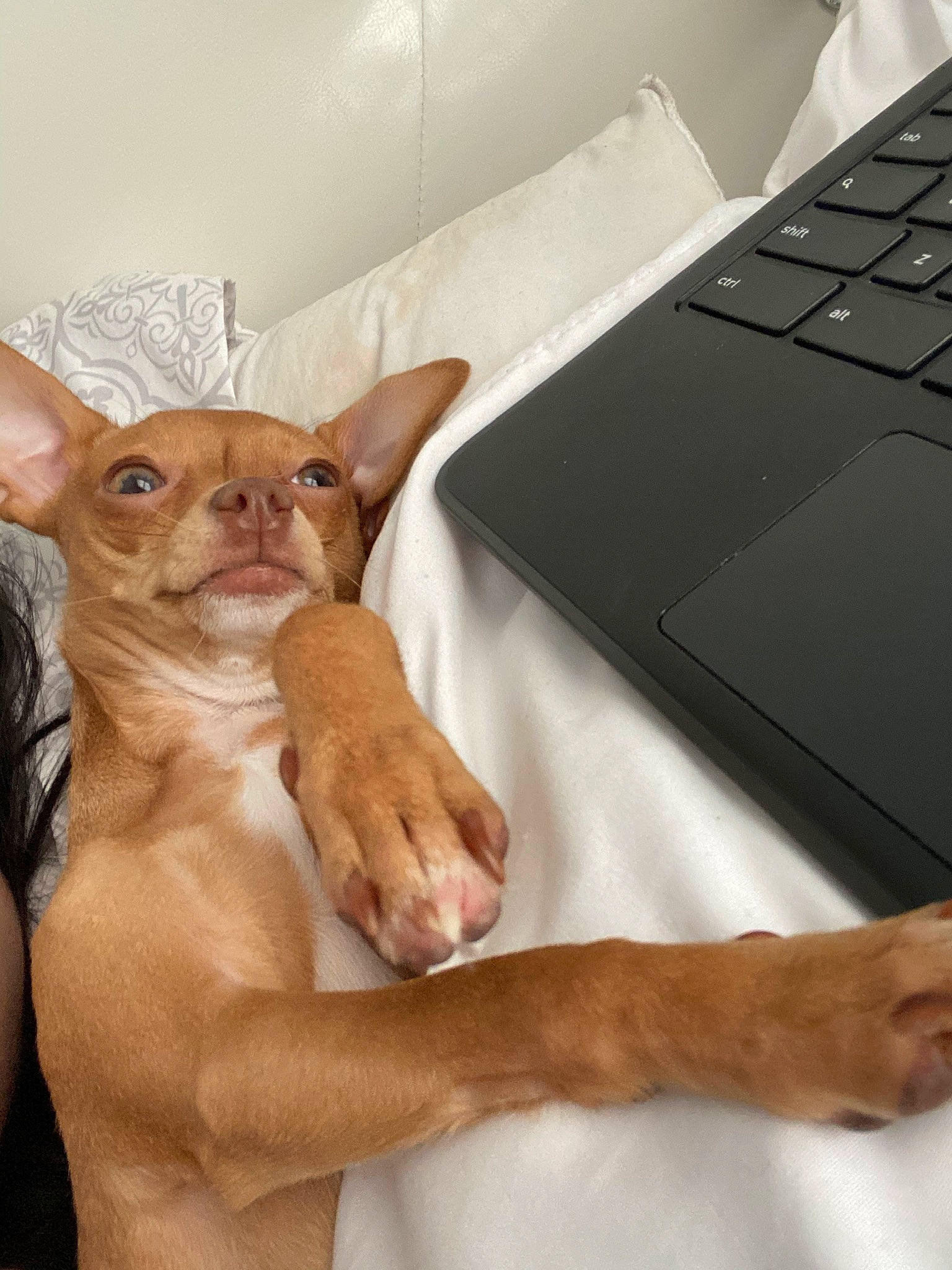 Harlee joined the competition — help win amazing prizes! carnivore, chihuahua, comfort, companion_dog, computer, dog, dog_breed, fawn, felidae, gesture, input_device, laptop, netbook, output_device, personal_computer, snout, tail, toy_dog, whiskers, working_animal