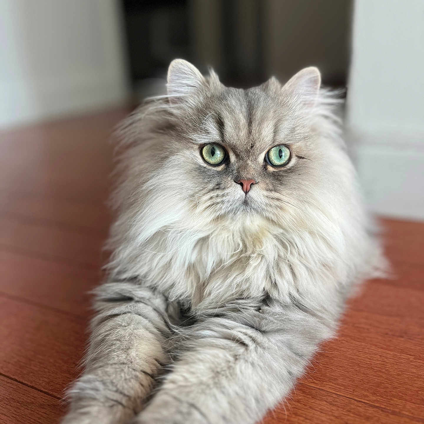 Sunny is registered to the contest to win money with this photo: animal, cat, close_up, cute, ears, fluffy_cat, front_legs, fur, green_eyes, hardwood_floor, indoor, long_hair, pet, pink_nose, portrait, relaxed, shallow_depth_of_field, soft_lighting, stare, whiskers