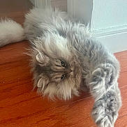 Sunny joined the competition — help win amazing prizes! cat, fluffy_cat, long_hair, grey_fur, whiskers, paw, hardwood_floor, baseboard, doorway, indoor, pet, relaxed, sleepy, lying_down, close_up, portrait, home_interior, cute, soft_fur, stretching