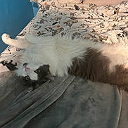 Osiris joined the competition — help win amazing prizes! cat, bed, blanket, animal_print, fluffy, white, gray, pet, indoor, cozy, relaxed, paw, fur, looking, stretching, soft, cute, sleepy, domestic, feline