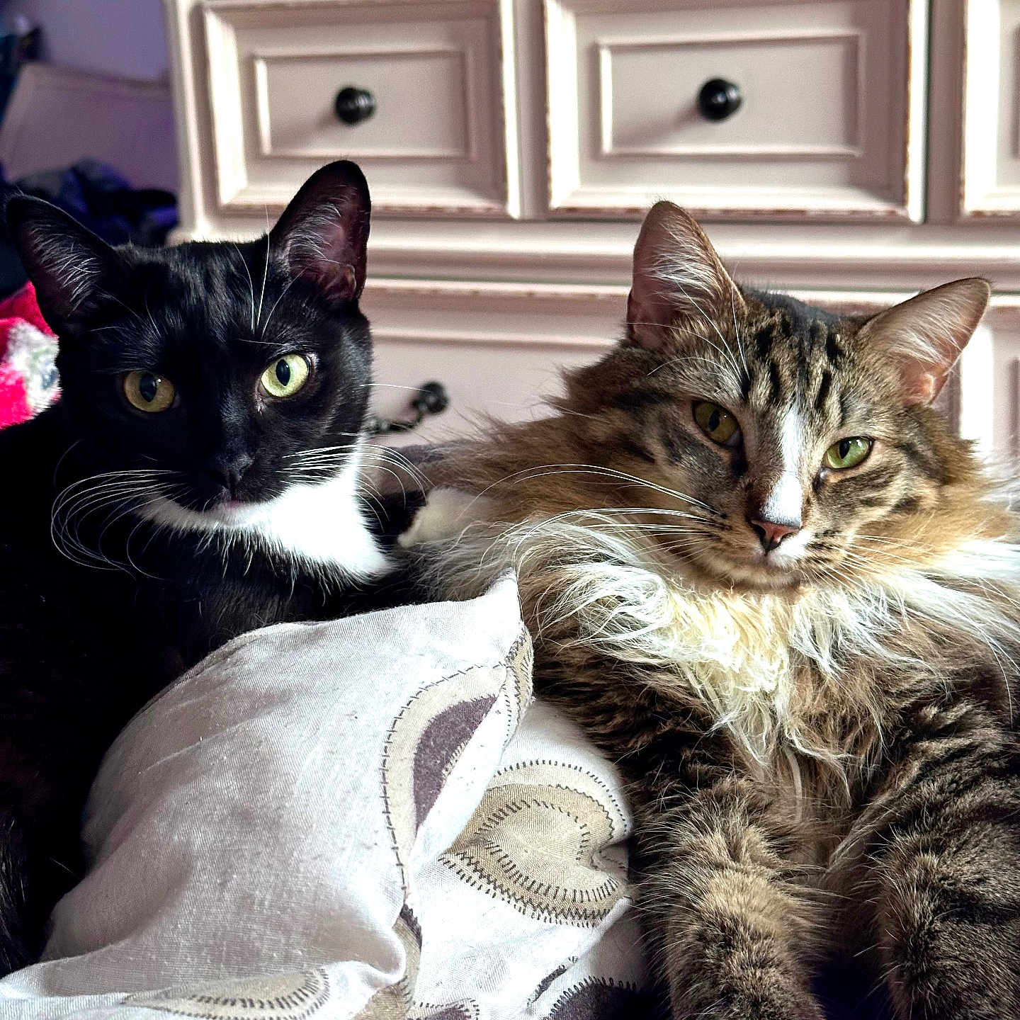 Osiris is registered to the contest to win money with this photo: animal, bed, blanket, cat, companion, cozy, cute, domestic_animal, dressing_table, ears, eyes, feline, fur, indoor, pet, relaxed, resting, tabby_cat, tuxedo_cat, whiskers