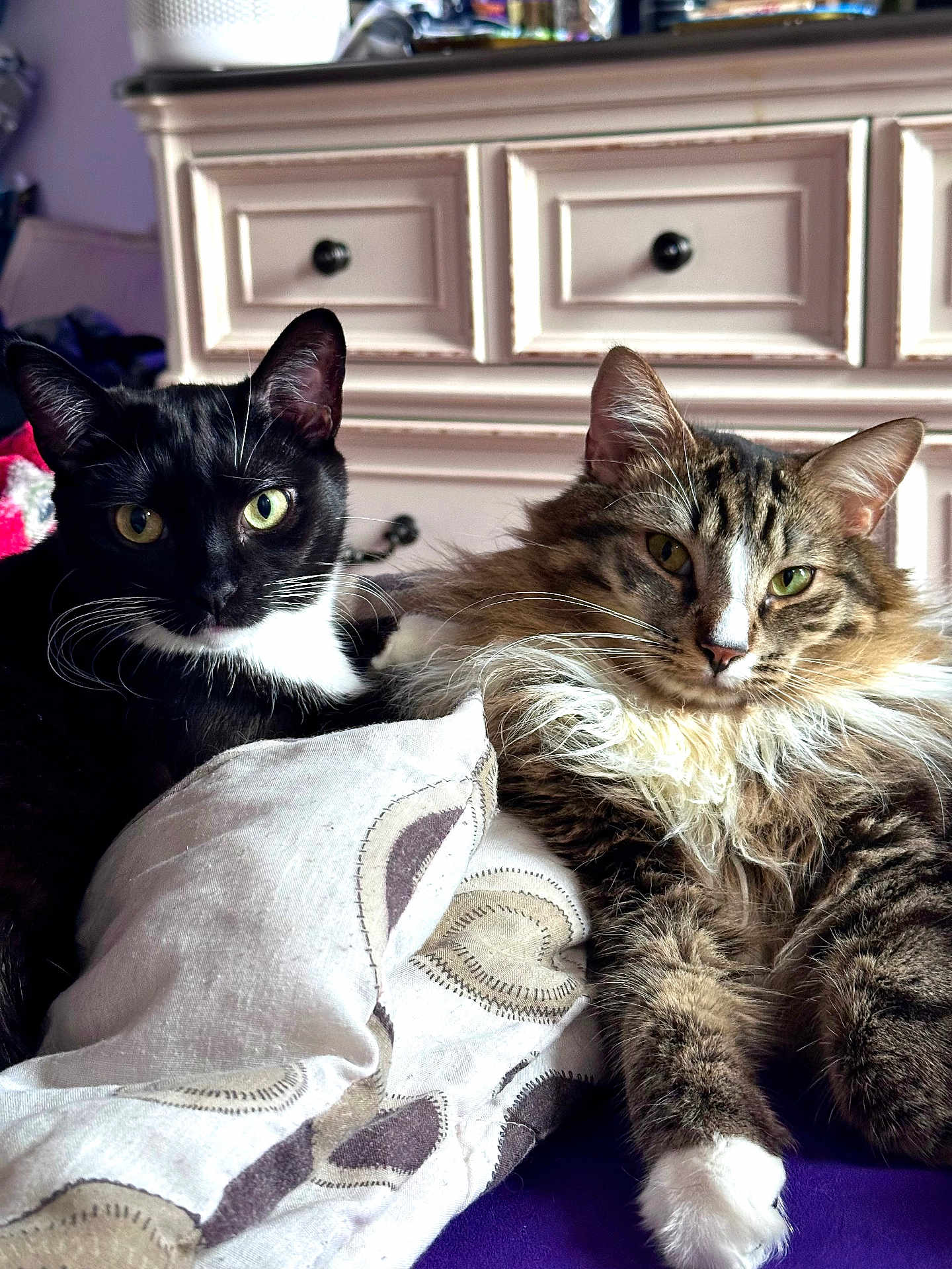 Osiris is registered to the contest to win money with this photo: cat, tuxedo_cat, tabby_cat, feline, pet, animal, indoor, bed, blanket, dressing_table, fur, whiskers, relaxed, resting, eyes, ears, domestic_animal, companion, cute, cozy