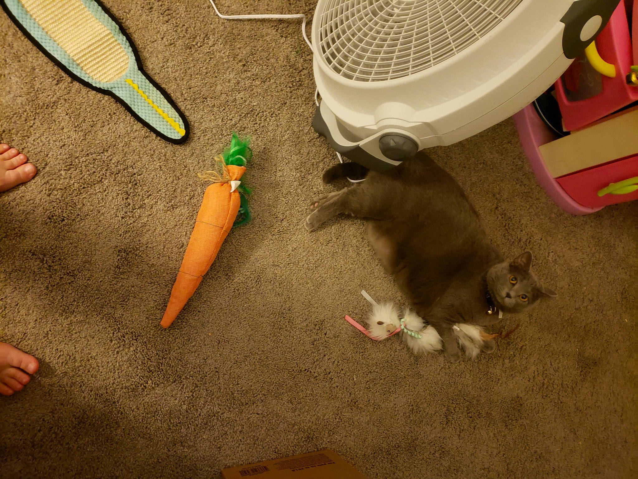 Keke joined the competition — help win amazing prizes! audio_equipment, carmine, desk, fish, flooring, foot, hardwood, home_appliance, human_leg, knife, nail, office_supplies, plastic, play, sand, soil, tail, toy, wood, writing_implement