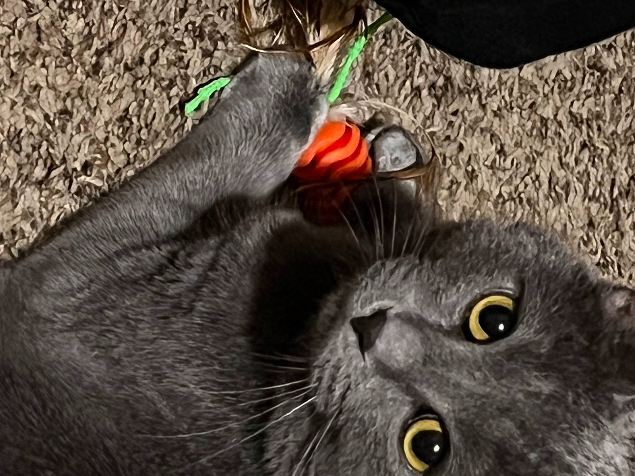 Keke is registered to the contest to win money with this photo: black_cat, bombay, carnivore, cat, claw, close_up, domestic_short_haired_cat, felidae, fur, grass, grey, small_to_medium_sized_cats, snout, soil, tail, terrestrial_animal, whiskers