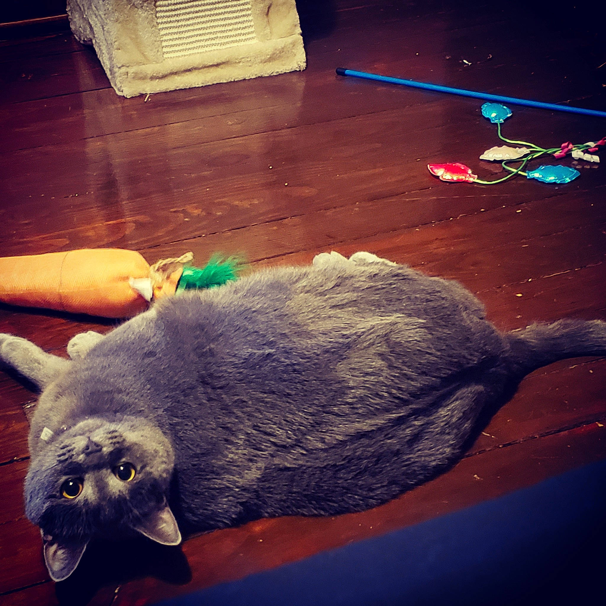 Keke joined the competition — help win amazing prizes! carnivore, cloud, comfort, electric_blue, felidae, flooring, fur, light, marine_mammal, metal, meteorological_phenomenon, night, paw, sky, small_to_medium_sized_cats, snapshot, snout, tail, terrestrial_animal, whiskers