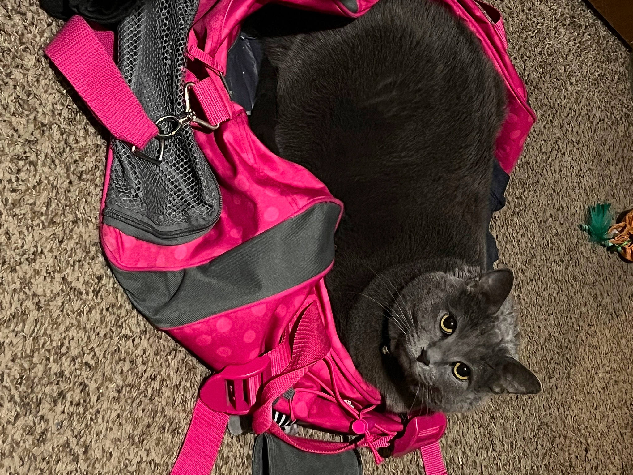 Keke joined the competition — help win amazing prizes! baby_toddler_clothing, bag, black, cat, collar, dog_supply, domestic_short_haired_cat, fashion_accessory, fawn, felidae, fur, grey, magenta, pattern, pink, red, sleeve, tail, whiskers, white