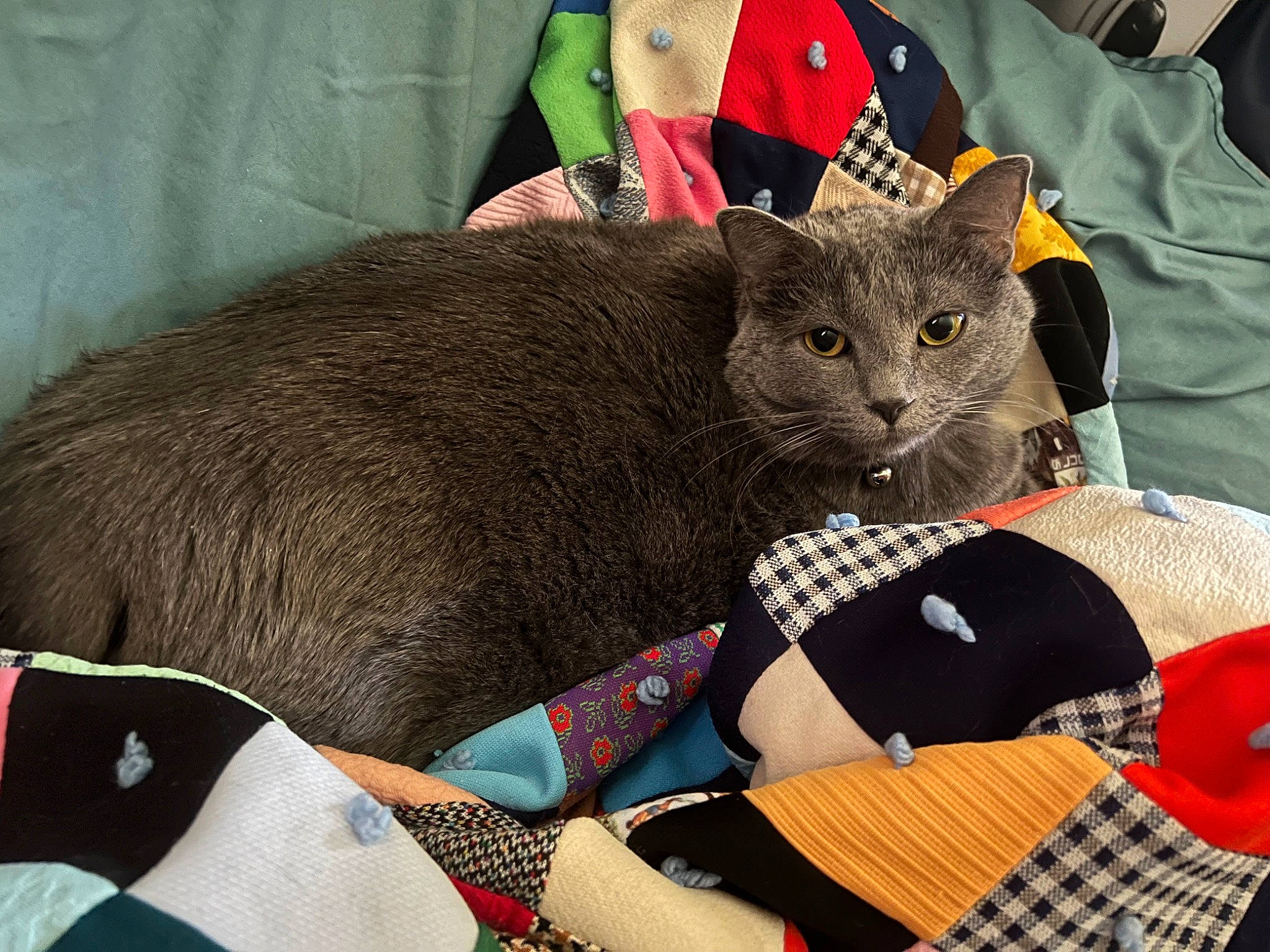 Keke joined the competition — help win amazing prizes! black_cat, carmine, carnivore, cat, comfort, domestic_short_haired_cat, felidae, fur, grey, linens, pattern, puzzle, sitting, small_to_medium_sized_cats, snout, t_shirt, tail, terrestrial_animal, whiskers