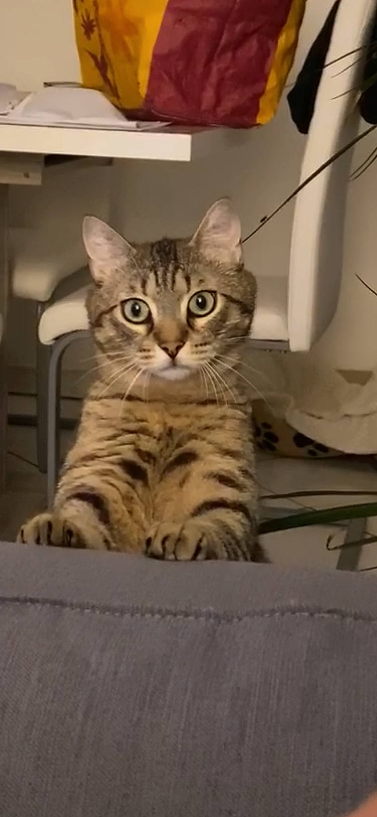 Bernie participe au concours pour gagner de l'argent avec cette photo : aegean_cat, american_shorthair, asian, australian_mist, bengal, california_spangled, carnivore, cat, domestic_short_haired_cat, dragon_li, european_shorthair, felidae, kitten, mammal, ocicat, pixie_bob, small_to_medium_sized_cats, tabby_cat, vertebrate, whiskers