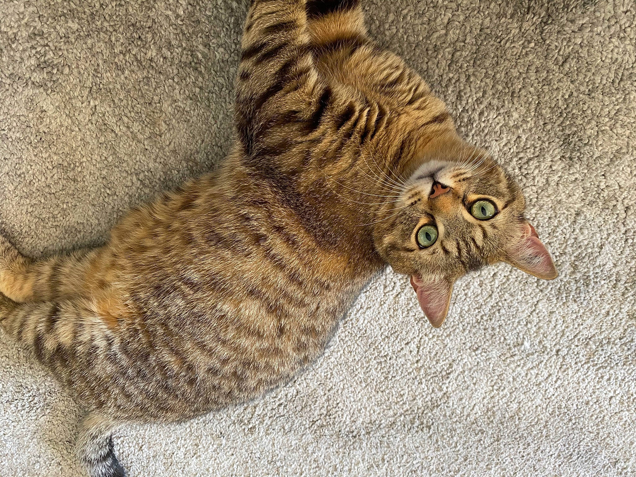 Bernie participe au concours pour gagner de l'argent avec cette photo : arabian_mau, asian, california_spangled, carnivore, cat, domestic_short_haired_cat, dragon_li, european_shorthair, felidae, fur, german_rex, kitten, ocicat, pixie_bob, small_to_medium_sized_cats, tabby_cat, tail, toyger, whiskers, wild_cat