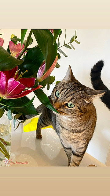 Bernie a rejoint le concours — aidez-le/la à gagner de superbes lots ! american_shorthair, botany, carnivore, cat, domestic_short_haired_cat, european_shorthair, felidae, flower, flowerpot, houseplant, illustration, kitten, petal, plant, small_to_medium_sized_cats, still_life, tabby_cat, whiskers