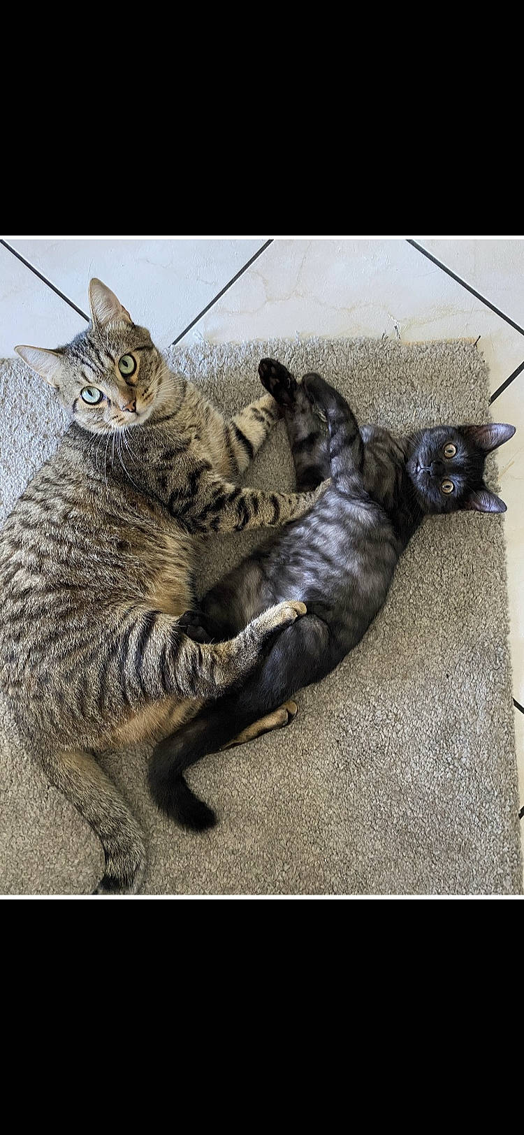 Bernie participe au concours pour gagner de l'argent avec cette photo : american_shorthair, asian, california_spangled, carnivore, cat, domestic_short_haired_cat, dragon_li, egyptian_mau, european_shorthair, felidae, kitten, mammal, ocicat, pixie_bob, savannah, small_to_medium_sized_cats, tabby_cat, toyger, vertebrate, whiskers