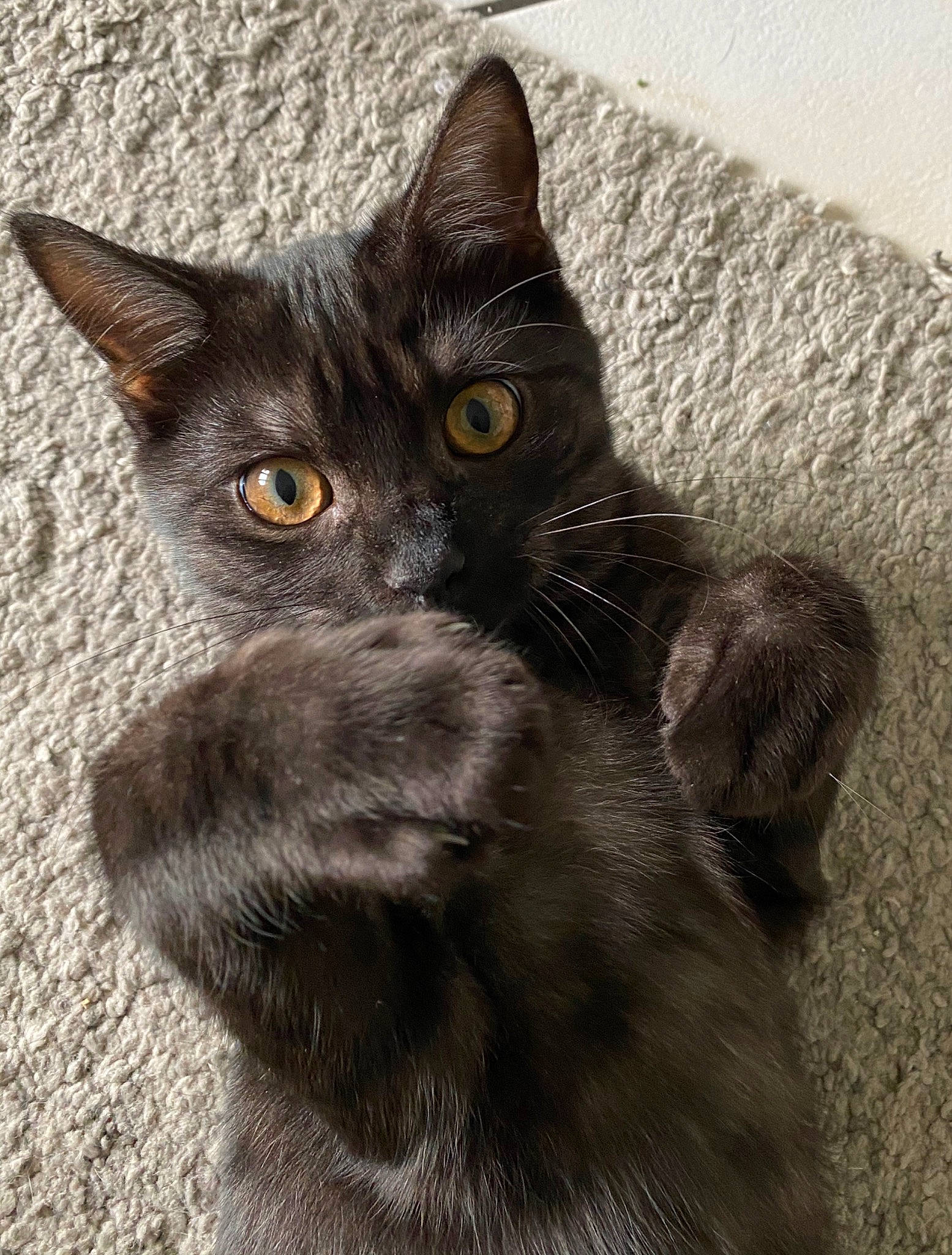 Bibou a rejoint le concours — aidez-le/la à gagner de superbes lots ! asian, black_cat, british_semi_longhair, british_shorthair, carnivore, cat, chartreux, domestic_short_haired_cat, eye, felidae, fur, kitten, korat, mammal, nebelung, polydactyl_cat, small_to_medium_sized_cats, snout, vertebrate, whiskers