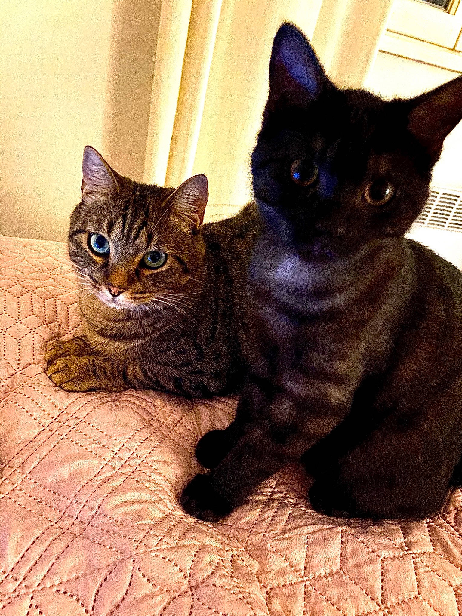 Bibou a rejoint le concours — aidez-le/la à gagner de superbes lots ! asian, black_cat, burmese, california_spangled, carnivore, cat, domestic_short_haired_cat, egyptian_mau, european_shorthair, felidae, german_rex, kitten, korat, mammal, rex_cat, russian_blue, small_to_medium_sized_cats, snout, vertebrate, whiskers