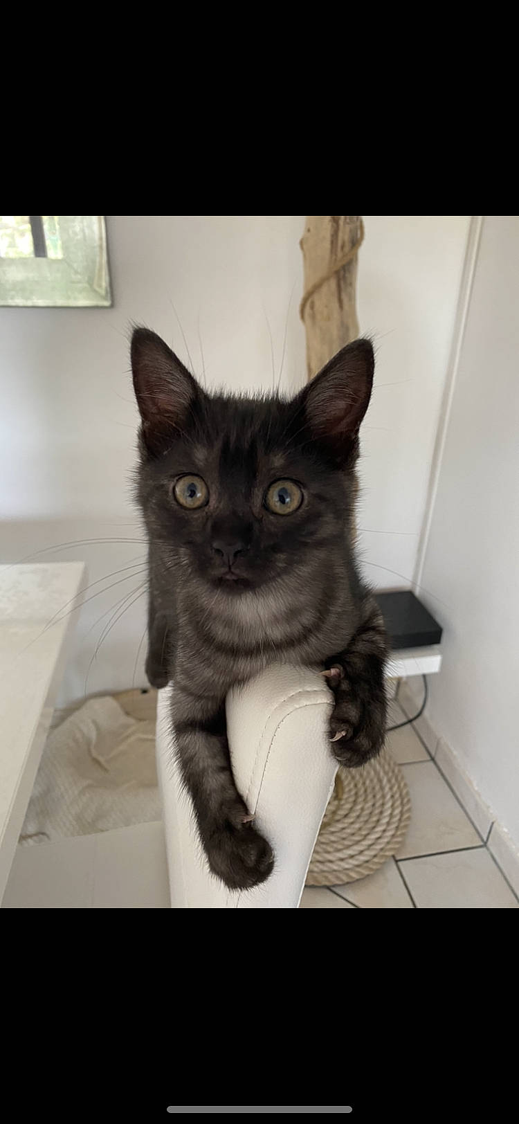 Bibou a rejoint le concours — aidez-le/la à gagner de superbes lots ! asian, black_cat, burmese, carnivore, cat, domestic_short_haired_cat, european_shorthair, fawn, felidae, german_rex, kitten, mammal, ojos_azules, polydactyl_cat, small_to_medium_sized_cats, vertebrate, whiskers