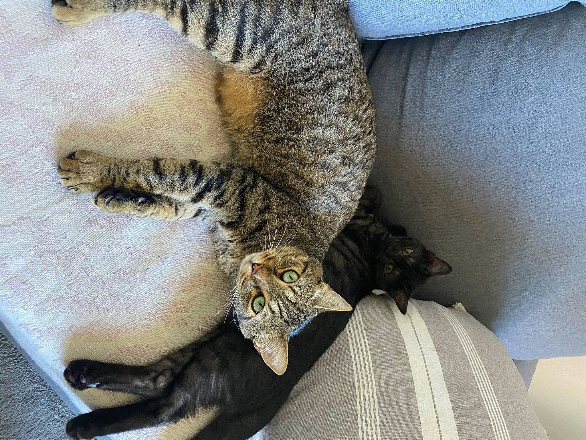 Bibou a rejoint le concours — aidez-le/la à gagner de superbes lots ! carnivore, cat, claw, domestic_short_haired_cat, dragon_li, european_shorthair, felidae, fur, kitten, nap, paw, pixie_bob, polydactyl_cat, sleep, small_to_medium_sized_cats, tabby_cat, tail, whiskers