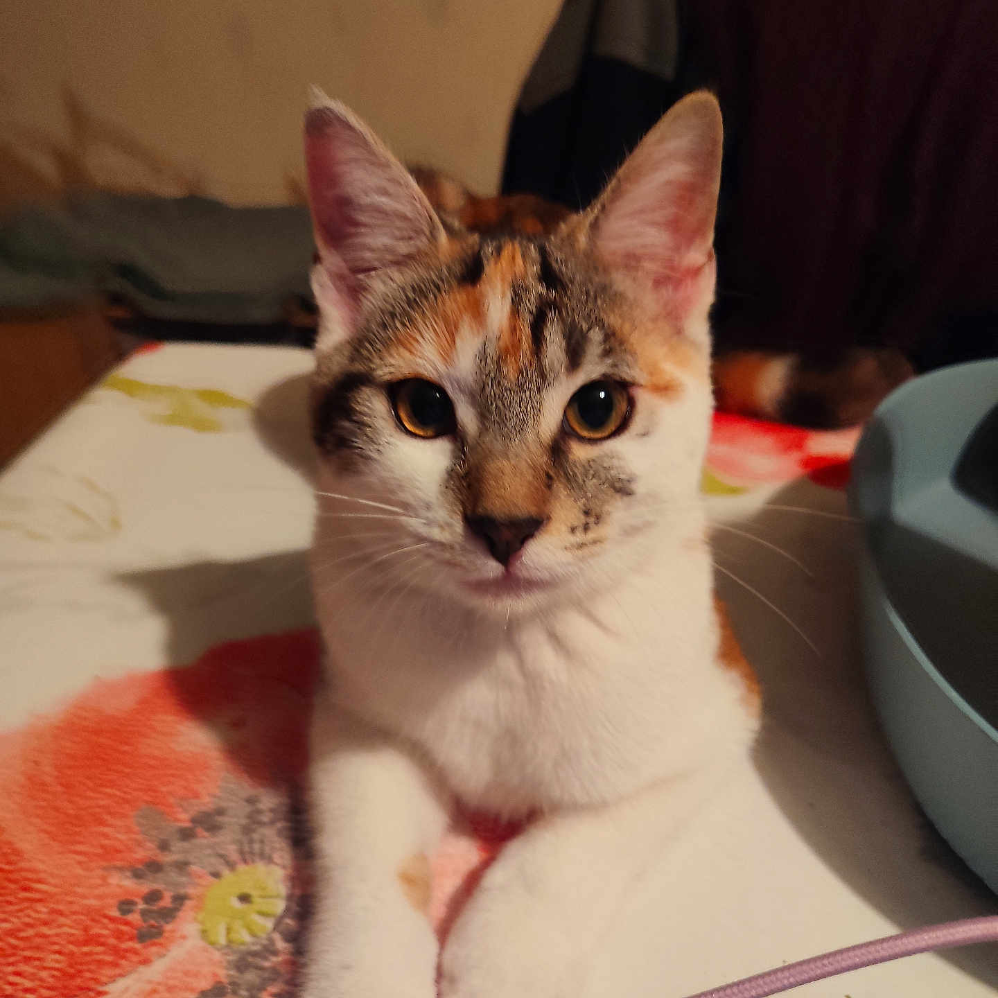 Bella