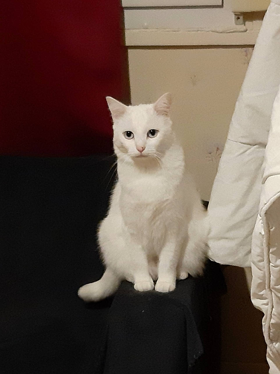 Oliver