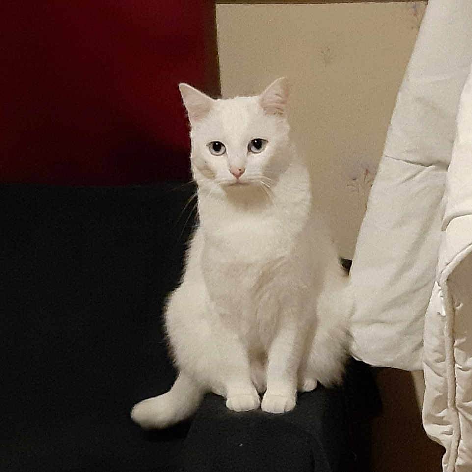 Oliver