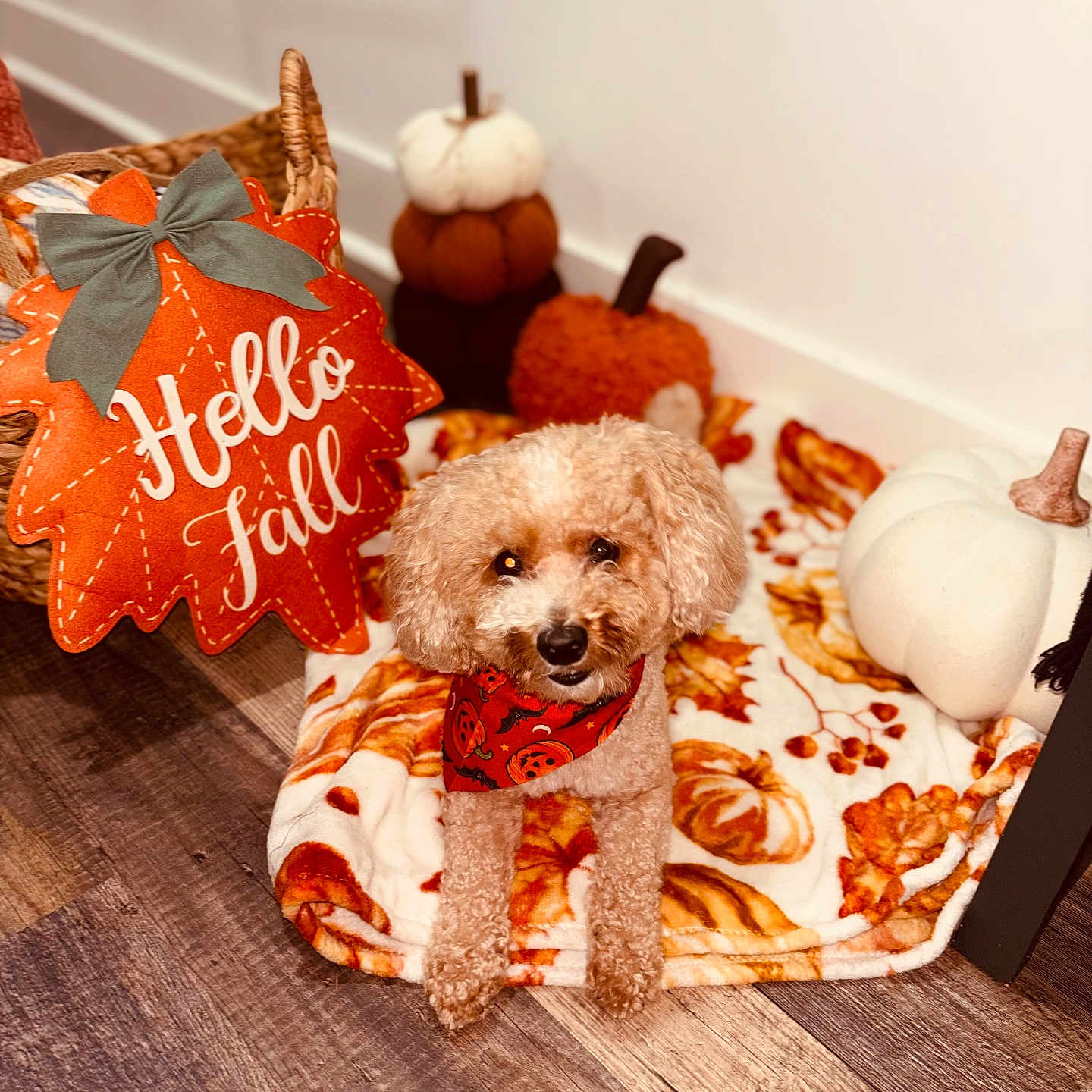 Kingston joined the competition — help win amazing prizes! dog, pet, puppy, fluffy, curly_fur, brown, sitting, bandana, autumn, fall, pumpkin, decorations, blanket, cozy, indoors, home, wood_floor, basket, leaves, portrait