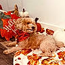 Kingston is registered to the contest to win money with this photo: dog, small_dog, curly_fur, brown_fur, pet, bandana, pumpkin, autumn, fall, blanket, pillow, cozy, indoor, home, wood_floor, decorations, lying_down, portrait, festive, cute