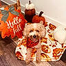 Kingston joined the competition — help win amazing prizes! dog, puppy, curly_fur, smiling, sitting, bandana, portrait, indoors, autumn, fall, pumpkins, pumpkin_decor, blanket, basket, home_decor, wood_floor, seasonal_decor, orange, happy, pet_photography