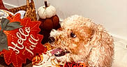 Kingston is registered to the contest to win money with this photo: dog, poodle_mix, curly_fur, pet, autumn, fall, pumpkins, bandana, costume, blanket, cozy, indoor, home, decor, leaf, seasonal, portrait, sitting, happy, tongue