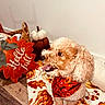 dog, poodle_mix, curly_fur, pet, autumn, fall, pumpkins, bandana, costume, blanket, cozy, indoor, home, decor, leaf, seasonal, portrait, sitting, happy, tongue