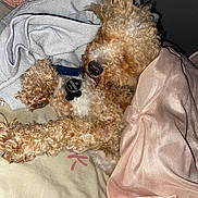 Kingston joined the competition — help win amazing prizes! dog, curly_hair, blanket, towel, sleeping, pet, cozy, fur, collar, indoor, bed, resting, paw, cute, animal, relaxed, snuggle, domestic_animal, fur_texture, comfort