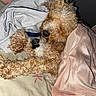 dog, curly_hair, blanket, towel, sleeping, pet, cozy, fur, collar, indoor, bed, resting, paw, cute, animal, relaxed, snuggle, domestic_animal, fur_texture, comfort
