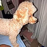 dog, poodle, bed, blanket, curtain, mirror, bag, human_leg, floor, carpet, indoor, pet, furniture, cozy, apricot, fur, looking, side_view, domestic, room
