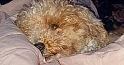 Kingston is registered to the contest to win money with this photo: dog, curly_hair, blanket, bed, cozy, sleepy, indoor, soft_light, furry, pet, resting, snug, pink_blanket, curled_up, cute, animal, domestic_animal, fur, lying_down, comfort
