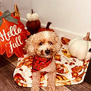 Kingston joined the competition — help win amazing prizes! dog, poodle, curly_hair, pet, bandana, pumpkins, autumn, fall, festive, holiday, indoor, portrait, sitting, wood_floor, blanket, home_decor, orange, white_pumpkin, decorations, animal_face