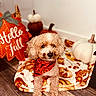 dog, poodle, curly_hair, pet, bandana, pumpkins, autumn, fall, festive, holiday, indoor, portrait, sitting, wood_floor, blanket, home_decor, orange, white_pumpkin, decorations, animal_face