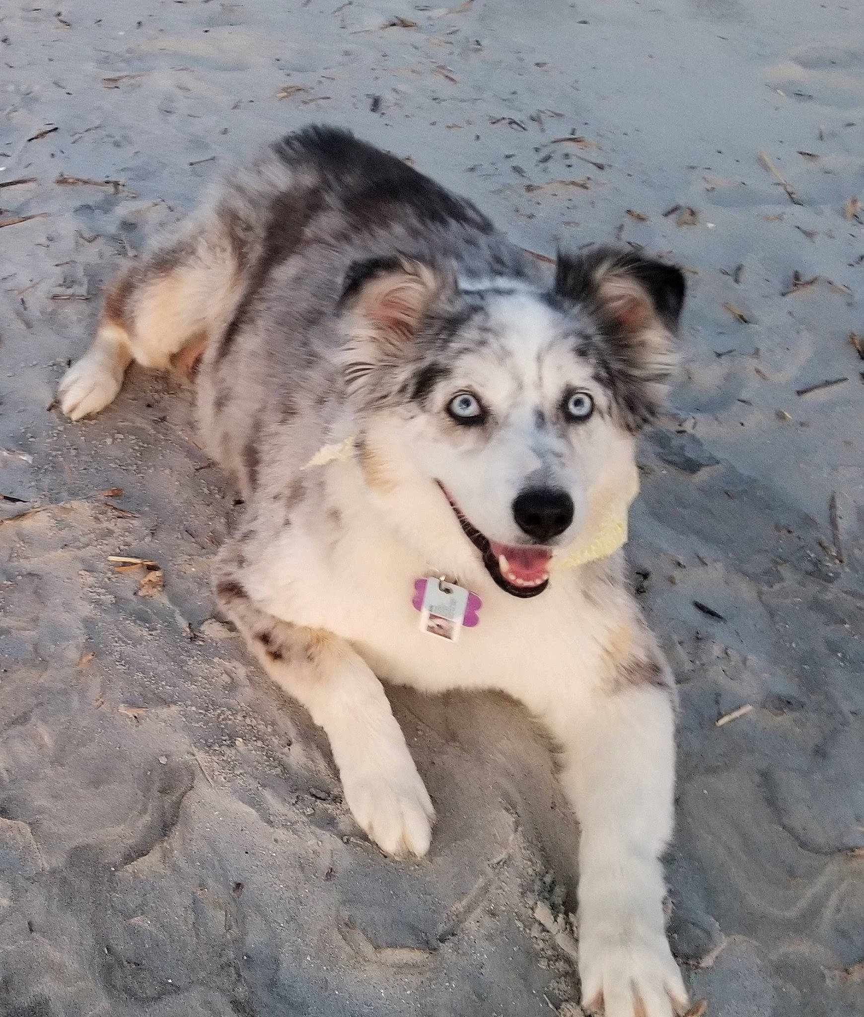 Bella is registered to the contest to win money with this photo: alaskan_malamute, australian_shepherd, canadian_eskimo_dog, canidae, carnivore, carpathian_shepherd_dog, dog, dog_breed, greenland_dog, mammal, native_american_indian_dog, rare_breed_dog, seppala_siberian_sleddog, siberian_husky, sporting_group, vertebrate, wolfdog, working_dog