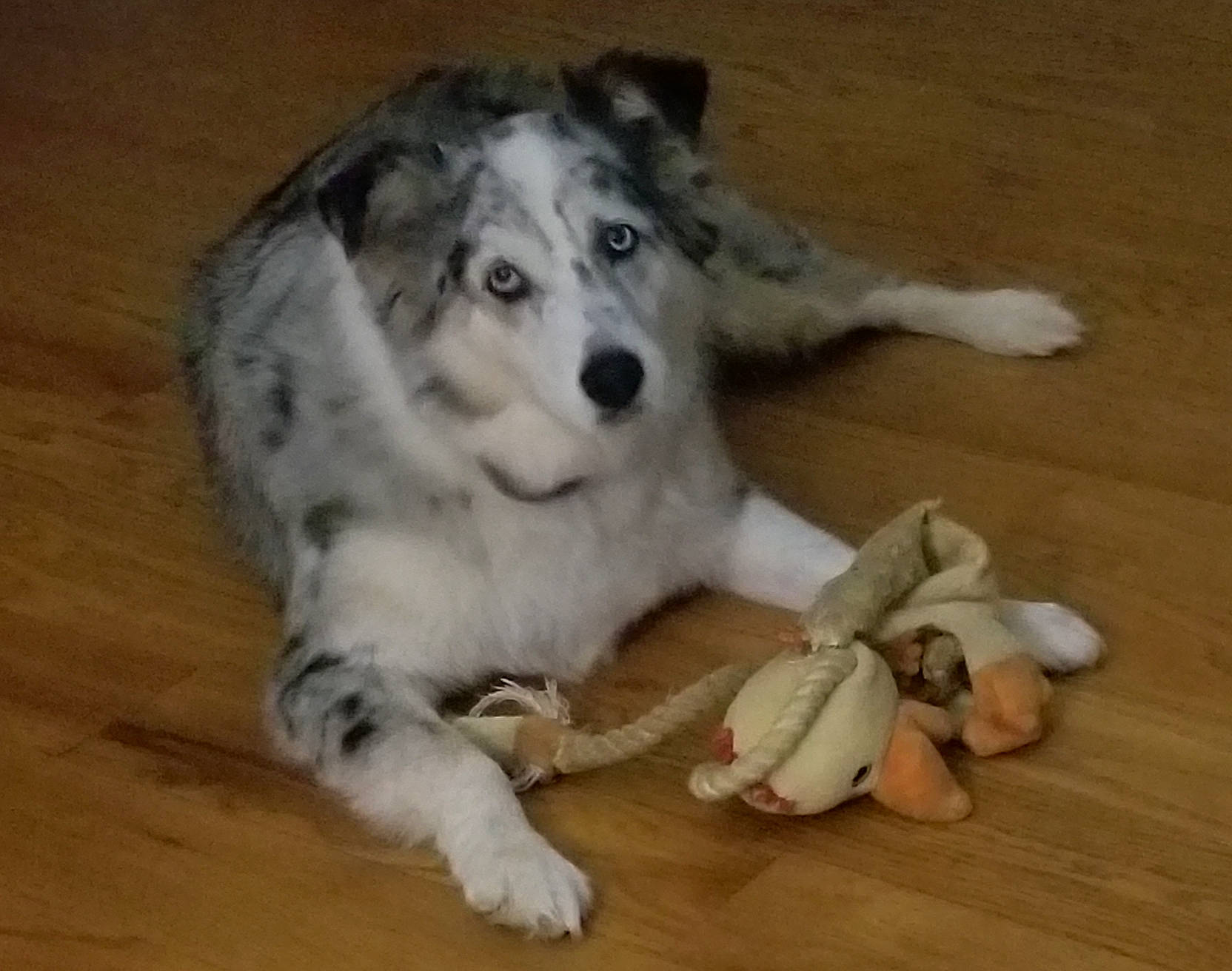 Bella is registered to the contest to win money with this photo: australian_shepherd, border_collie, canidae, carnivore, companion_dog, dog, dog_breed, herding_dog, mammal, miniature_australian_shepherd, native_american_indian_dog, rare_breed_dog, siberian_husky, snout, sporting_group, vertebrate, working_dog