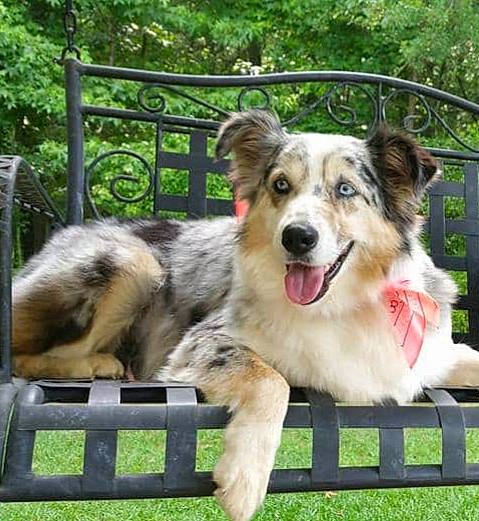 Bella joined the competition — help win amazing prizes! australian_collie, australian_shepherd, border_collie, canidae, carnivore, collie, companion_dog, dog, dog_breed, herding_dog, mammal, miniature_australian_shepherd, rare_breed_dog, scotch_collie, shetland_sheepdog, vertebrate, working_dog