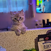 Loki is registered to the contest to win money with this photo: kitten, cat, curious, kitchen, counter, avocado, fruit, snack, jerky, bag, blurred_background, television, indoor, pet, domestic, soft_light, furry, cute, animal, young