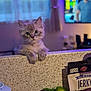 kitten, cat, curious, kitchen, counter, avocado, fruit, snack, jerky, bag, blurred_background, television, indoor, pet, domestic, soft_light, furry, cute, animal, young